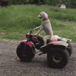 dog driving - 11 GIFs to Get You Through Friday