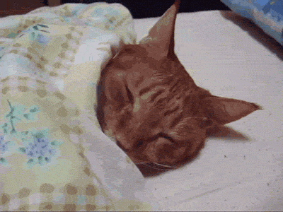 sleeping cat- 11 GIFs to Get You Through Friday